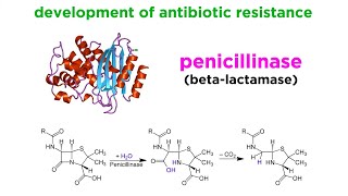 MethicillinResistant Staphylococcus aureus MRSA [upl. by Cela]