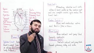 Class 9  Biology  Chapter 9  Lecture 11 Blood Circulation Cardiac Cycle  Allied Schools [upl. by Barina]