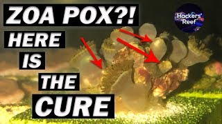 Zoas not opening fully  Zoa Pox Treatment Before Its Too Late [upl. by Popele225]