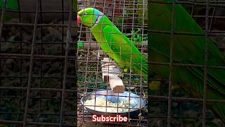 parrot birds cute parrottalking shortsvideo parroting cutebird [upl. by Darcey]