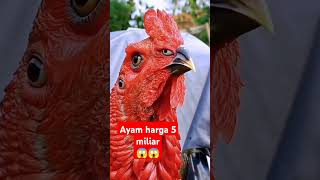 Ayam termahal didunia shortvideo ayam [upl. by Pollack]