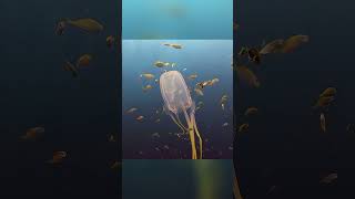 Box Jellyfish  The Ocean’s Deadliest Ghost [upl. by Atrahc]