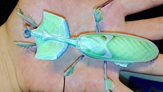 Handling a DEVILS FLOWER MANTIS  Idolomantis diabolica [upl. by Etnoval]