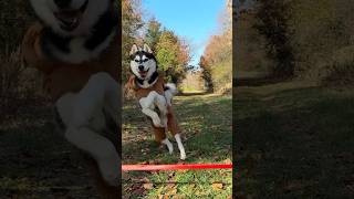 My Dogs Are Training To Join Santa’s Pack [upl. by Giovanna534]