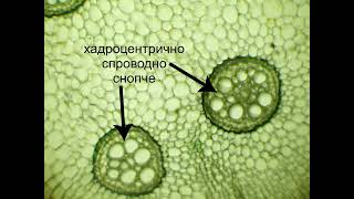 Стебло од папрат Pteridium aquilinum [upl. by Radburn990]