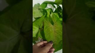 Syngonium plants Benefits Esha yadav viralshorts trending 🪴🪴 [upl. by Junji]