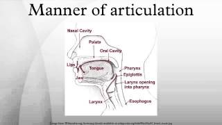 Manner of articulation [upl. by Ahsemat]