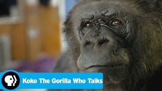 KOKO THE GORILLA WHO TALKS  Preview  PBS [upl. by Adnocahs]