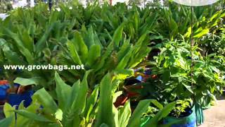 Organic Terrace Gardening  Arjun grow bags 09442212345 [upl. by Lrub]