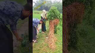 Rumput nya nakal🤣videoshort comedy lucu [upl. by Wendi731]