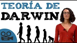 Teoría darwinista  Teoría de DARWIN [upl. by Ailecec]