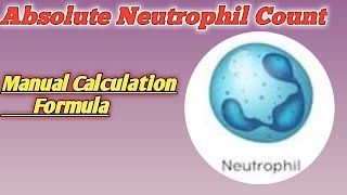 absolute neutrophil count formula  absolute neutrophil manual count  wbc count in microscope [upl. by Alethea]