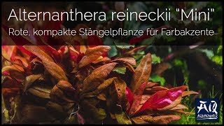 Alternanthera reineckii Mini vorgestellt  AquaOwner [upl. by Marisa235]