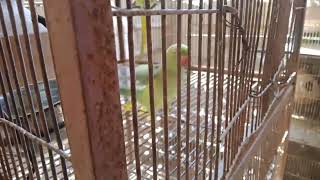 indian rose Ringneck parrot making fun with male try sound different noising [upl. by Sweatt]