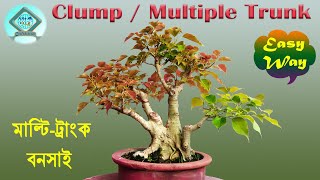 Part18  How to make Multitrunk Bonsai  Clump Style Bonsai Tips  Clump Bonsai  Ficus rumphii [upl. by Yetti]