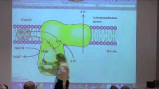 Oxidative Phosphorylation [upl. by Jammie]