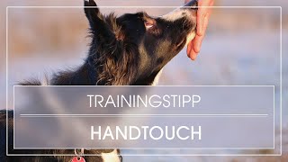 Hundetrick Hund lernt Handtouch  Hund Handtarget beibringen  Nasentarget üben [upl. by Coniah48]