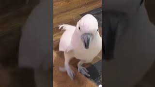 Mishas Melodies Pure Moluccan Cockatoo Sounds Screams Singing and Playtime 🦜🎶 [upl. by Aicilla270]