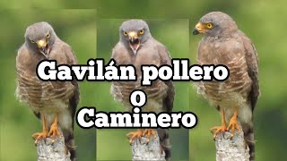 GAVILAN POLLERO O GAVILAN CAMINERO Rupornis magnirostris [upl. by Ttevy93]