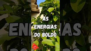 AS ENERGIAS DO BOLDO plantas magiasdoamor dicas [upl. by Apollo]