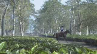 Alltech FEI World Equestrian Games 2014 in Normandy  Endurance Presentation [upl. by Etteb]