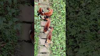 Red panda the food is so delicious Red panda The red panda is not a raccoon [upl. by Ennagroeg]