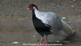 Silver pheasant Lophura nycthemera Display [upl. by Ezequiel]