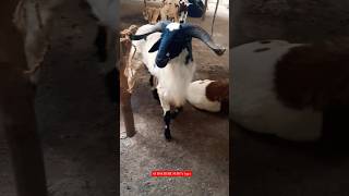 Bakrid Memories  Netaji Nagar Market goat sheep bakrid chennai india shorts reels [upl. by Silvia617]