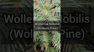 Plant Profile Wollemia Nobilis Wollemi Pine [upl. by Malachy]