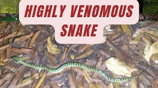 Female wrangler’s pit viper snake  Highly venomous  Singapore [upl. by Marcellina144]