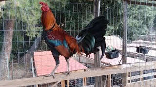 American Gamefowl  Gamefarm Yard Tour [upl. by Ishii989]