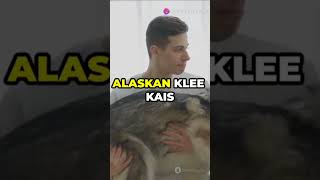 Alaskan Klee Kai animal quality 5 amazing facts Please Subscribe now 👈facts horts [upl. by Petrick]