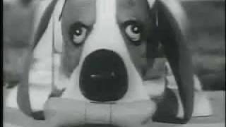 Gaylord the Dog TV Commercial [upl. by Averell]