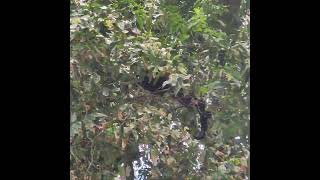 Howler Monkey showing his JUNK in Manuel Antonio National Park in Costa Rica Big balls travel [upl. by Eat]