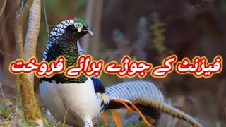 Lady Amhersts pheasant Available For Sale In Pakistan  Pheasant Bird [upl. by Mutat]