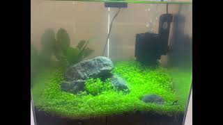 New Sponge Filter for 3 Gallon Shrimp Tank [upl. by Ruyam]