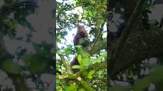 Red Squirrel Eating a Nut in a Tree  Closeup wildlife squirrel [upl. by Heim]