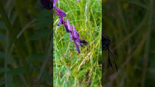 Zygaena filipendulae  Linnaeus 1758 Zygaenidae Zygène de la filipendule Zygène de la spirée [upl. by Notlim]