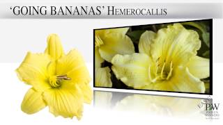 Proven Winners® Gardener Channel Proven Winners® Going Bananas Hemerocallis Daylily [upl. by Gaige]