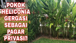 Cipta Ruang Privasi Dengan Pokok Heliconia landskap gardening [upl. by Forsta]