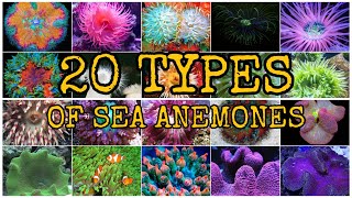 20 TYPES OF SEA ANEMONES [upl. by Merissa]