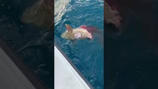 Bull shark ￼ eats goliath grouper fishing shark [upl. by Natsrik348]