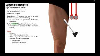 Cremasteric Reflex  Procedure amp Results Interpretation [upl. by Alyahs]