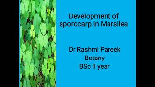 Development of Sporocarp in Marsilea BSc II year [upl. by Jess]