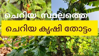 ചെറിയ കൃഷി തോട്ടം youtube naanvlog video [upl. by Orsay490]