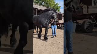 Ever felt the thunderous power of folklore in your veins horse romania [upl. by Eseer]