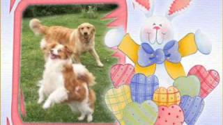 DIA DEL ANIMAL 29042011wmv [upl. by Nangatrad239]