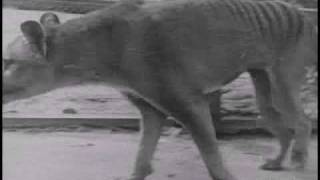 Historical thylacine Tasmanian Tiger film 5  Beaumaris Zoo Hobart 19 December 1933 [upl. by Adnawt]