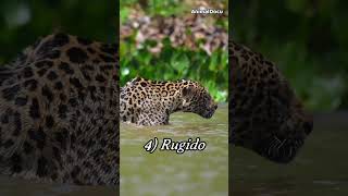 Aprende 8 cosas sobre el poderoso JAGUAR animales [upl. by Tepper]