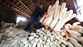 Amazing Luffa Farming and Harvesting  How Luffa Sponges Are Made  Loofa Cultivation Process [upl. by Ytsenoh]